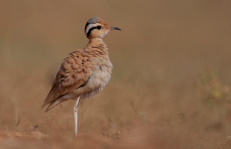 Cream-colored Courser