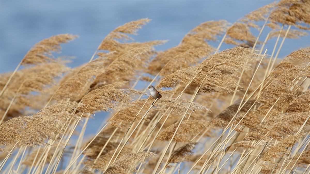 Bearded Reedling