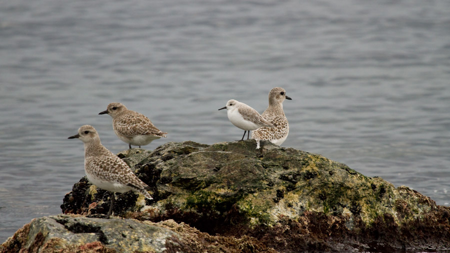 Sanderling
