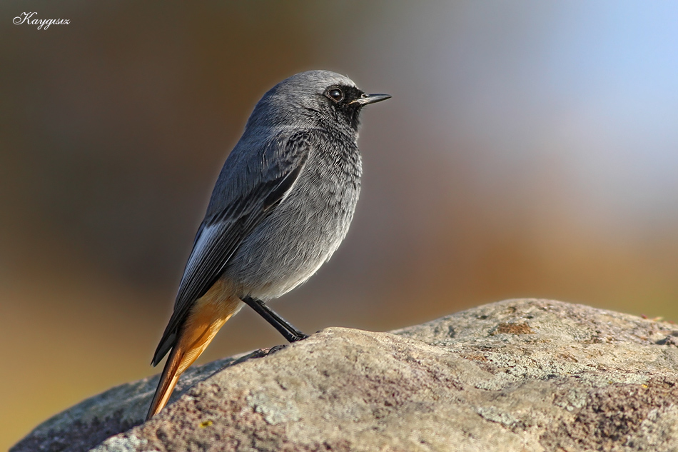 Black Redstart