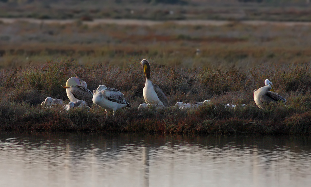 Great White Pelican