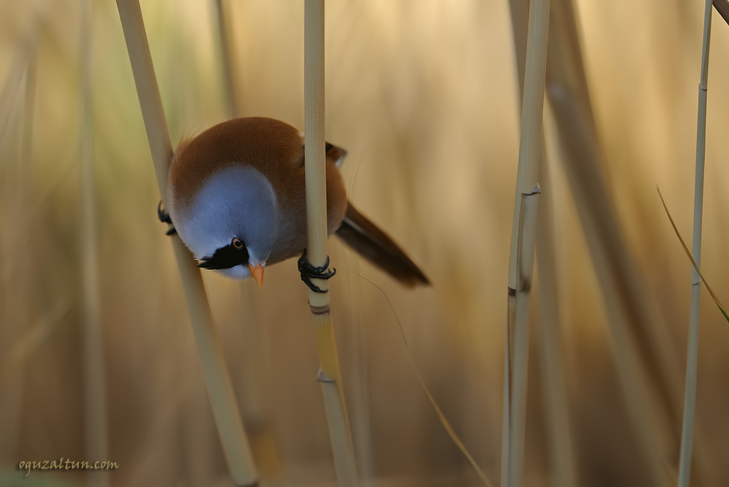 Bearded Reedling