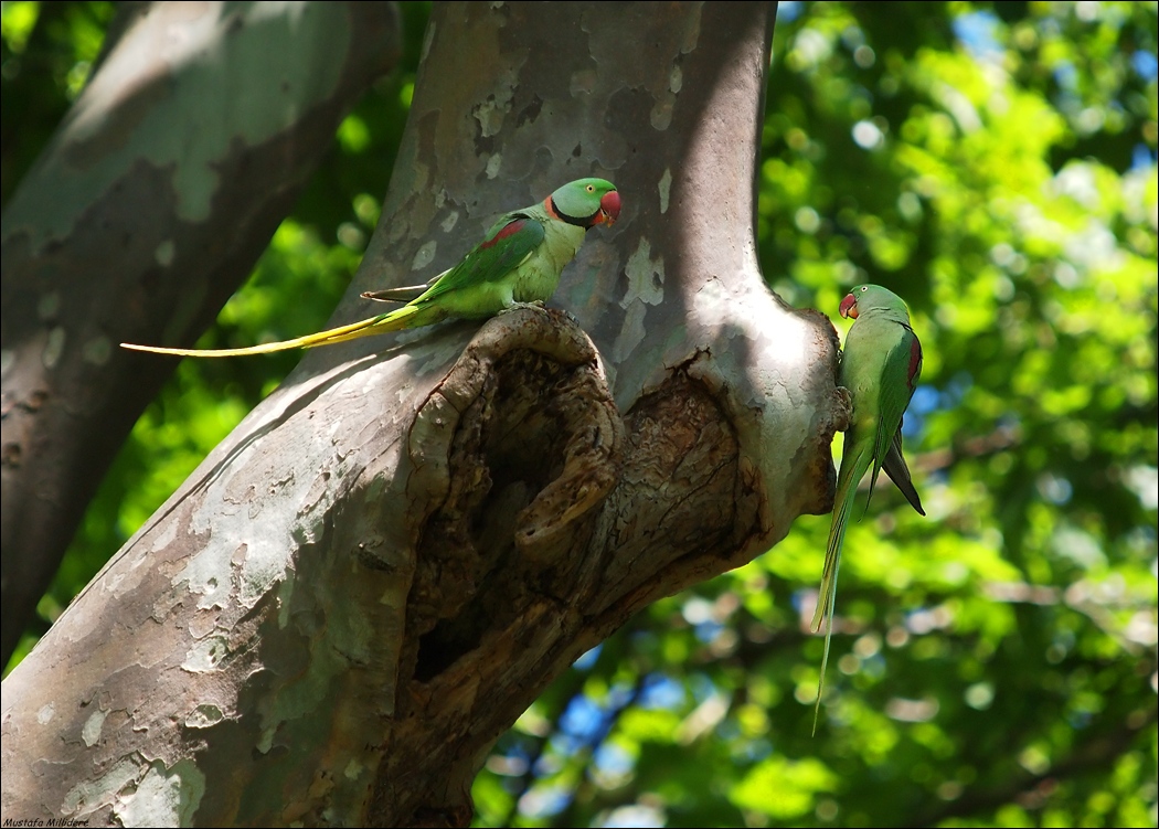 Alexandrine Parakeet