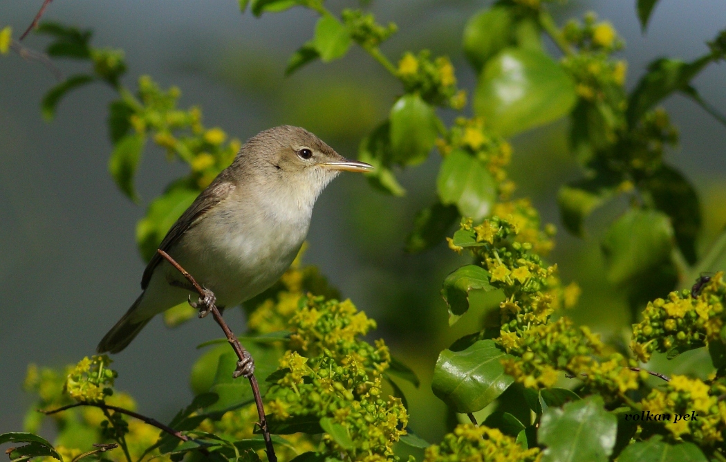 Eastern Olivaceous Warbler