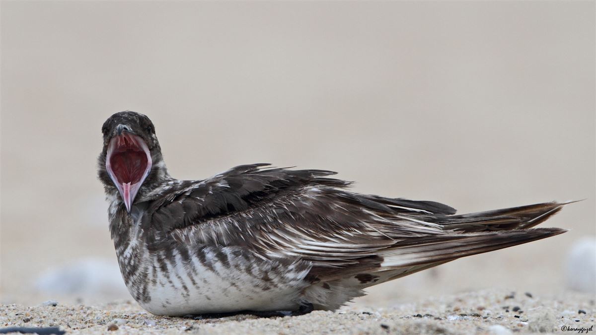 Pomarine Jaeger