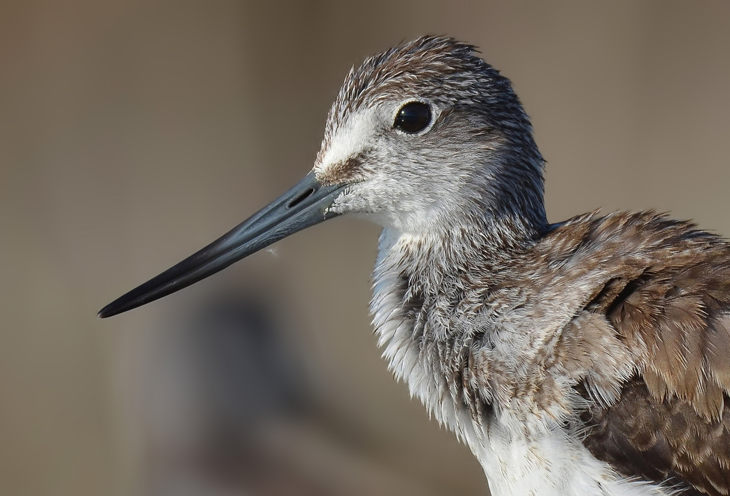 Common Greenshank