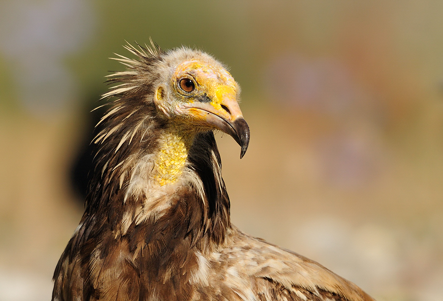 Egyptian Vulture
