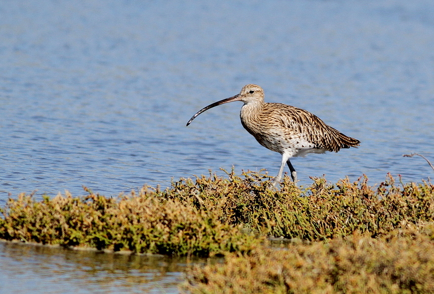 Eurasian Curlew