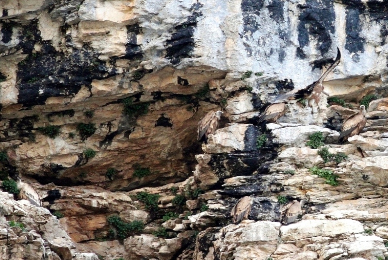 Griffon Vulture