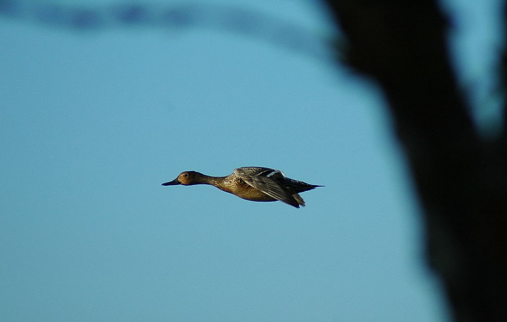 Northern Pintail