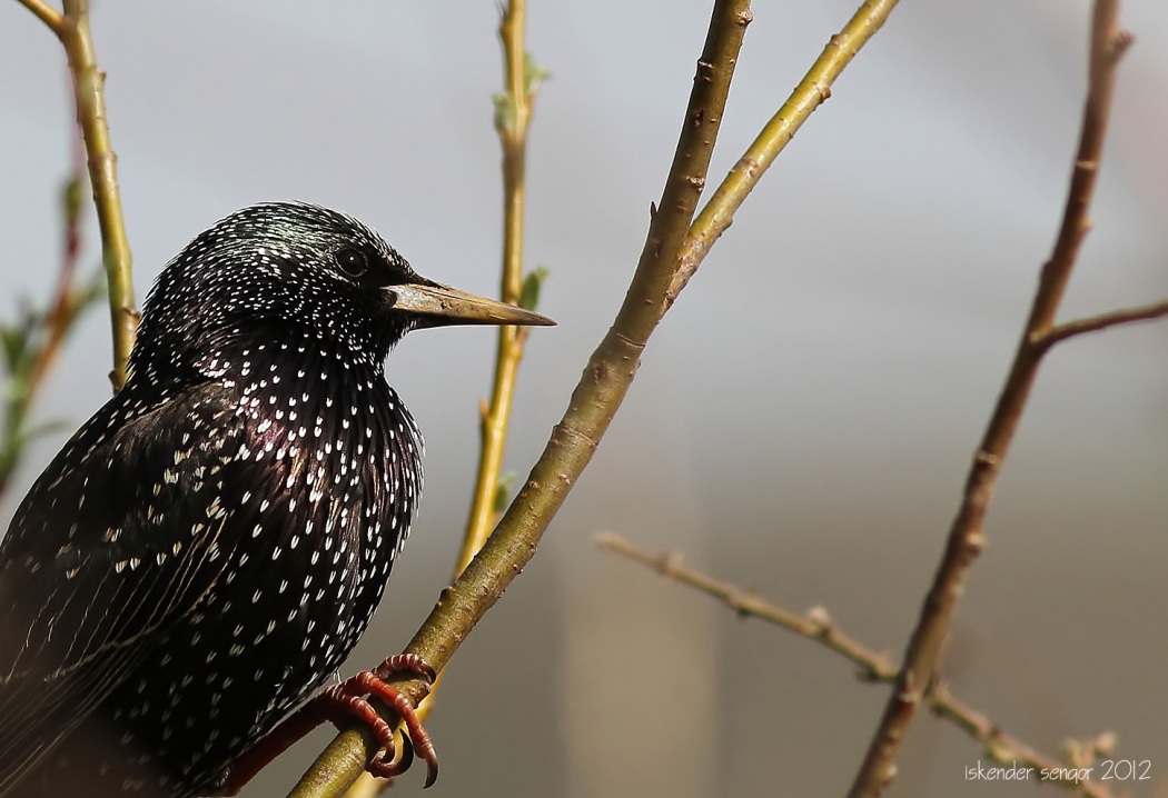 Common Starling