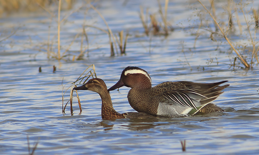 Garganey