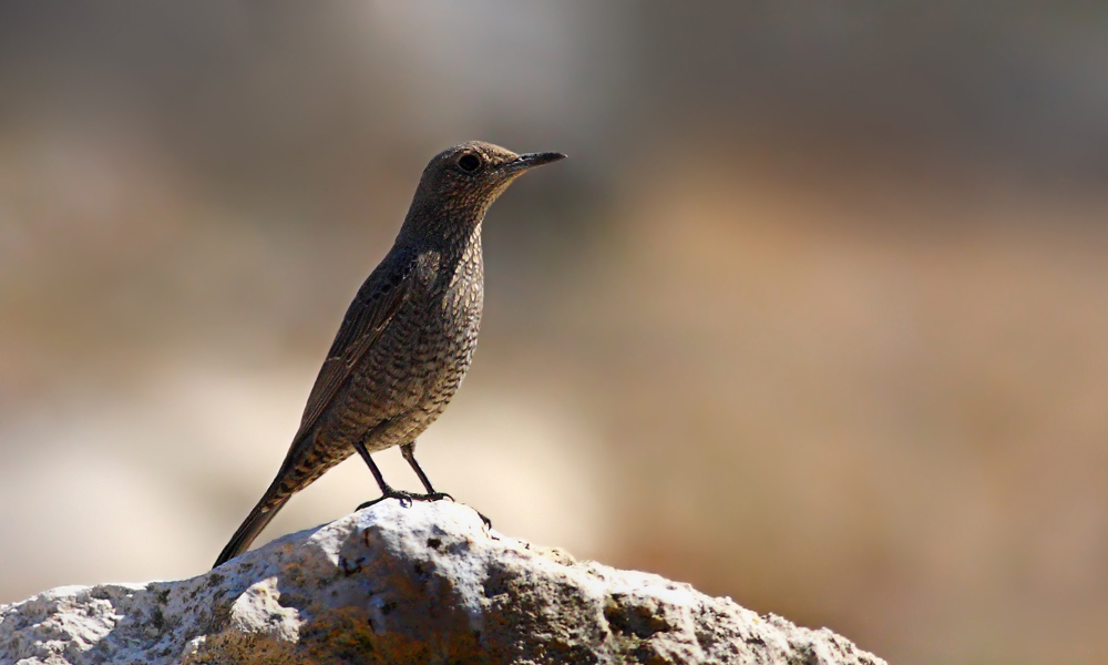 Blue Rock Thrush