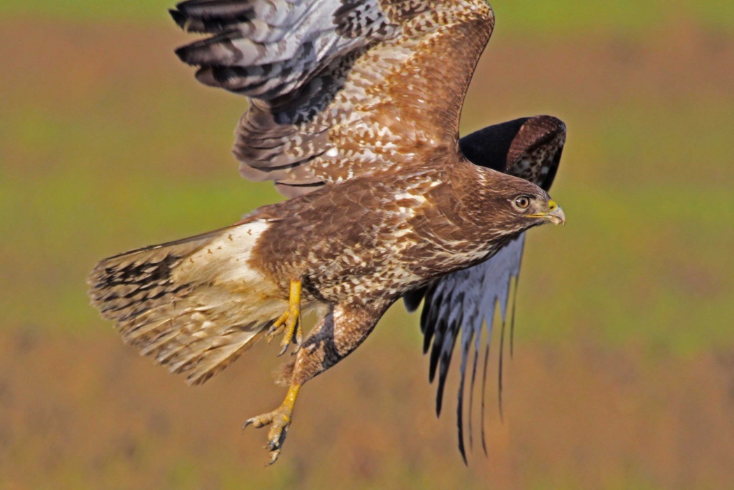 Common Buzzard