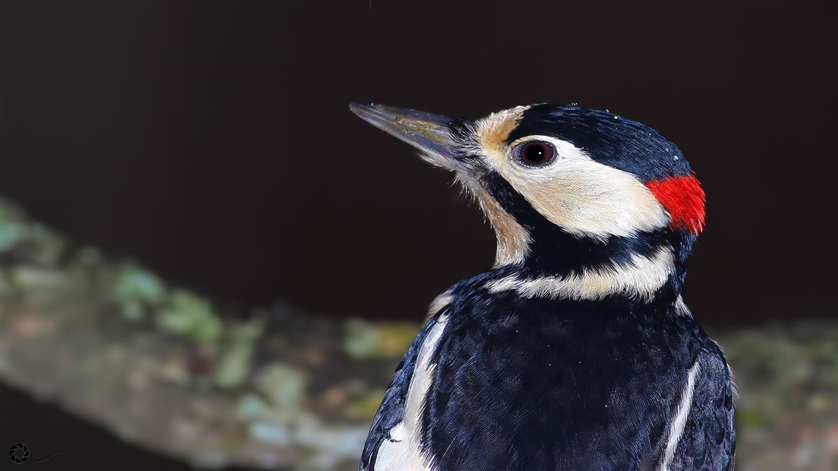 Great Spotted Woodpecker