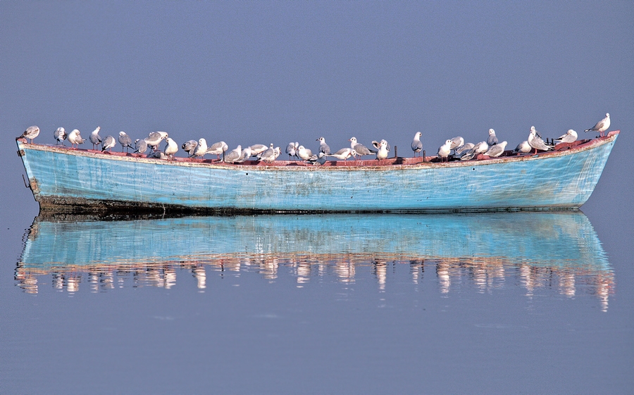 Black-headed Gull