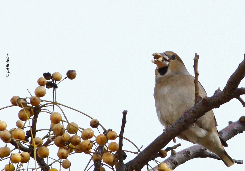 Hawfinch