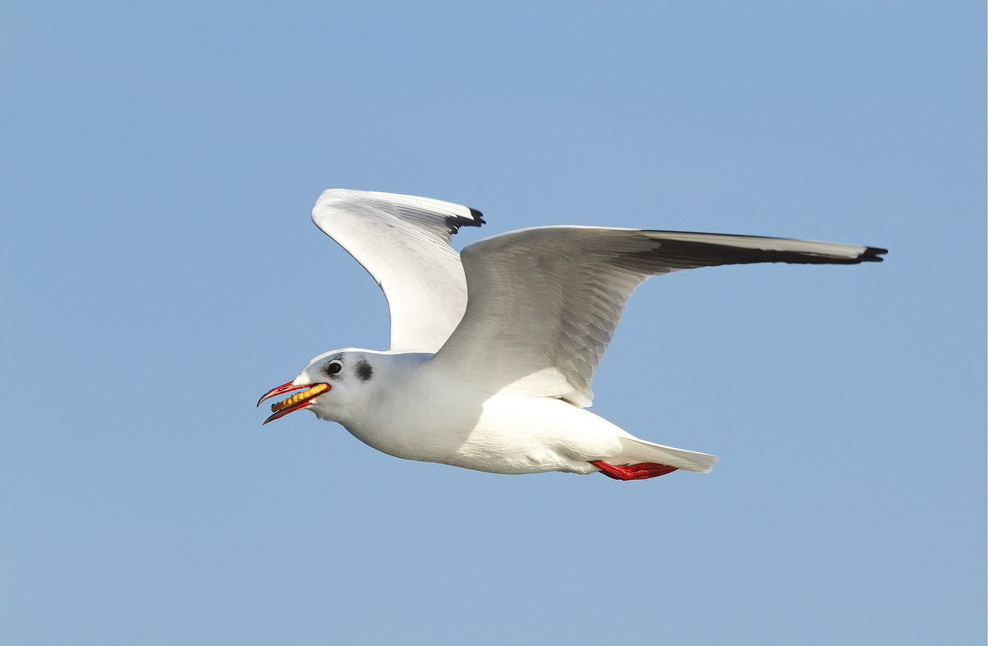 Black-headed Gull
