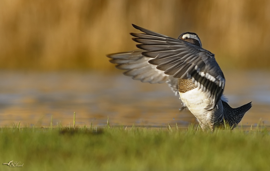 Garganey
