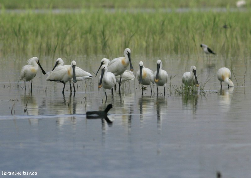 Eurasian Spoonbill