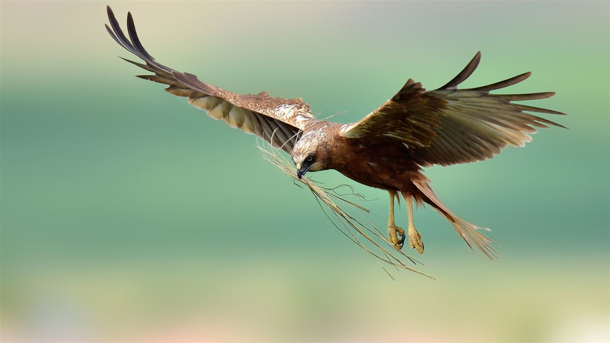 Western Marsh Harrier