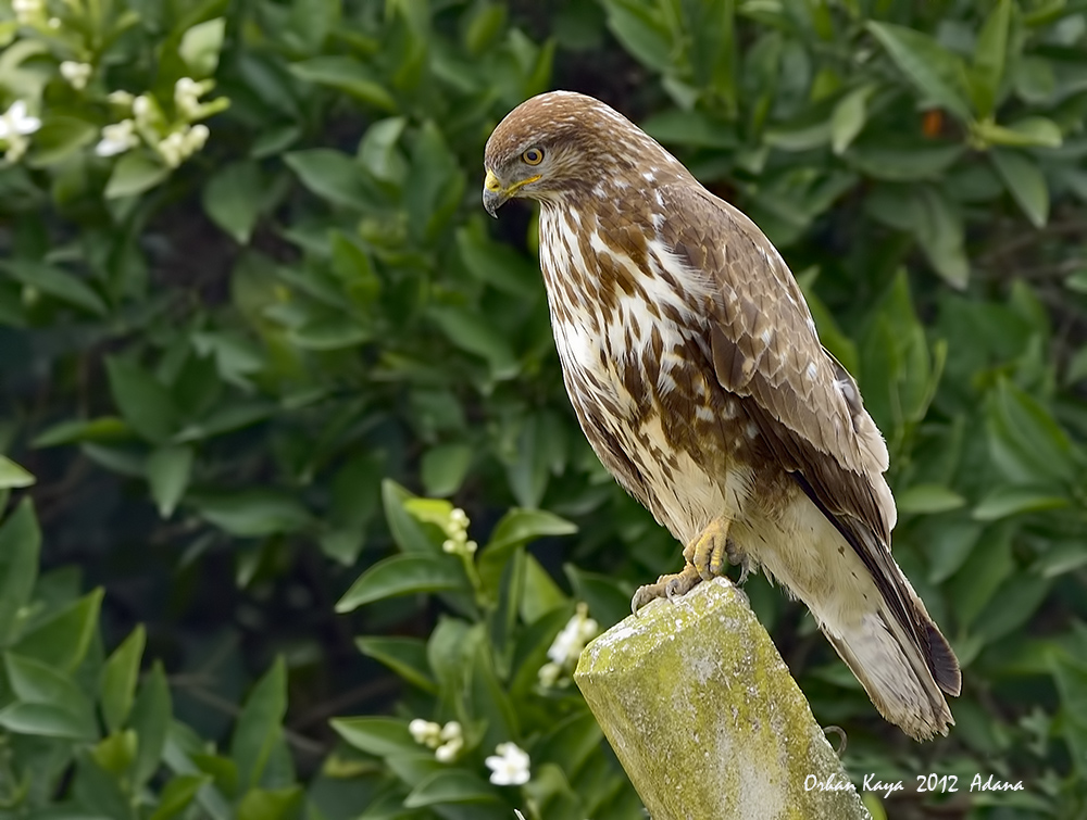 Common Buzzard
