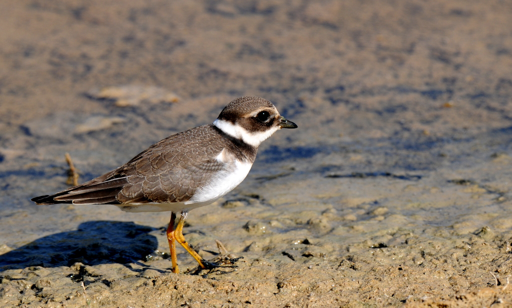 Common Ringed Plover