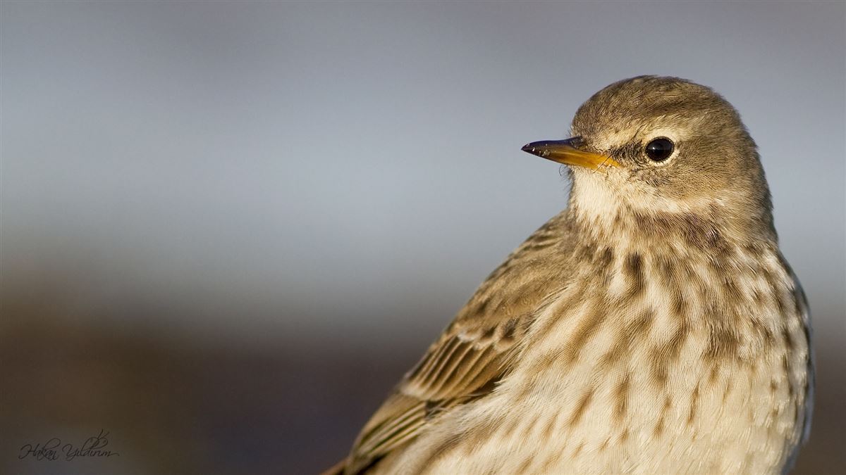Water Pipit