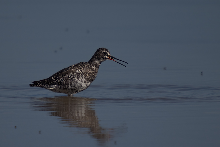 Spotted Redshank