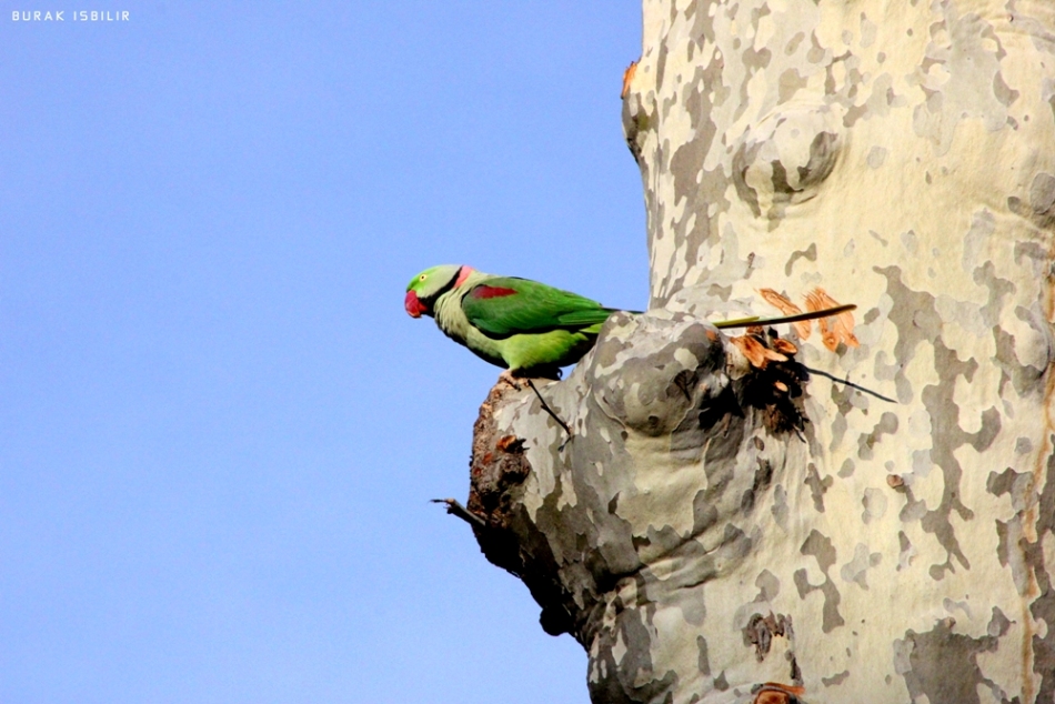Alexandrine Parakeet