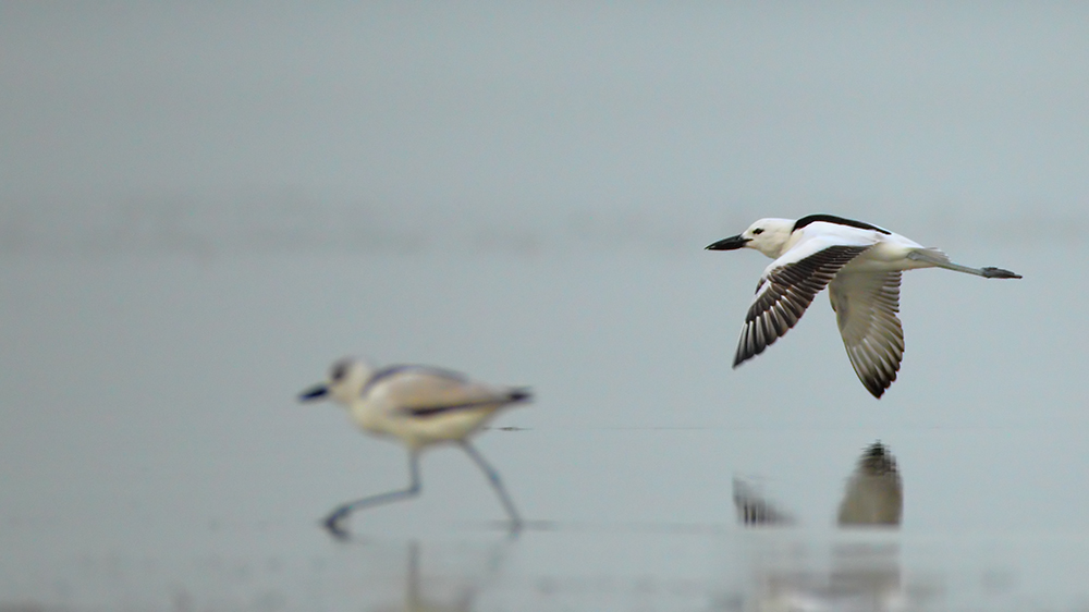 Crab-plover