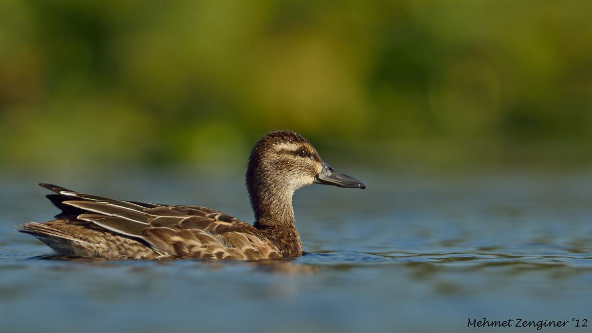 Garganey