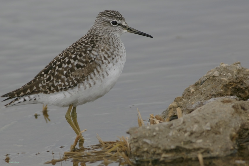 Wood Sandpiper
