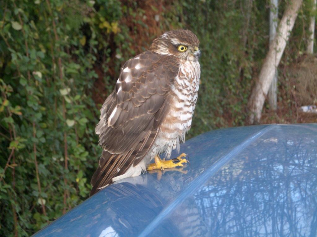 Eurasian Sparrowhawk