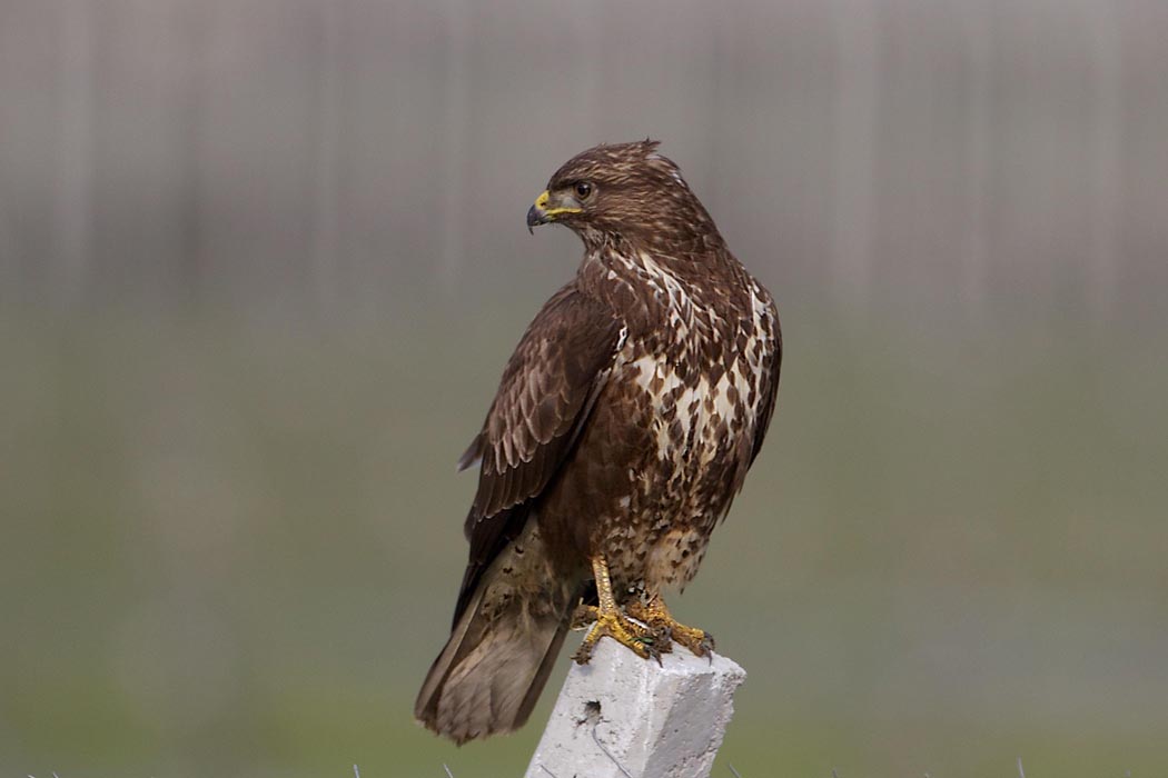 Common Buzzard