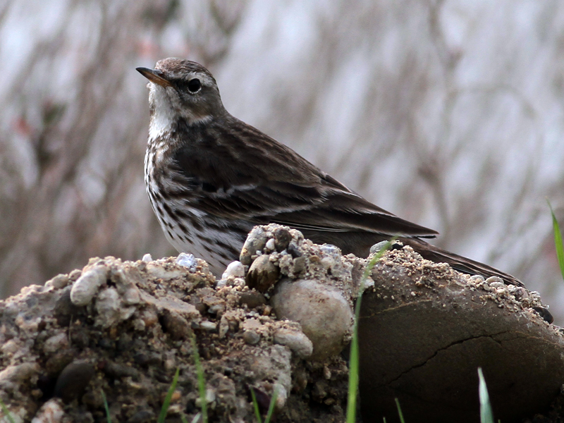 Water Pipit