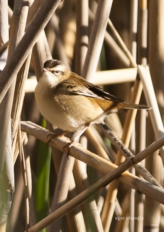 Moustached Warbler