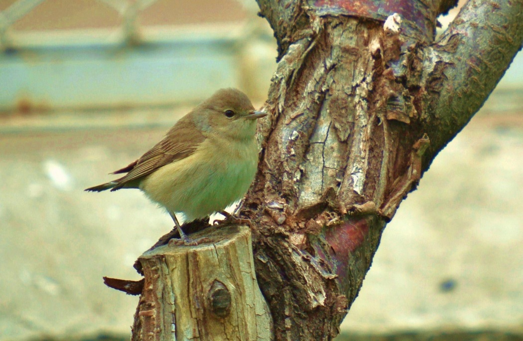 Garden Warbler