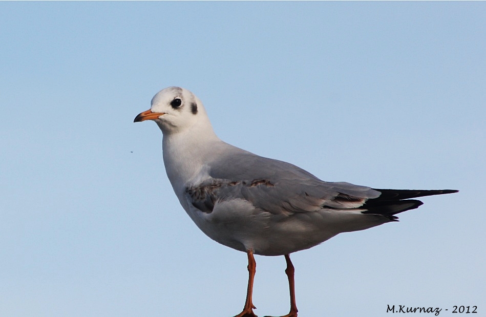 Black-headed Gull