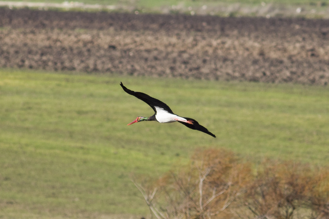 Black Stork