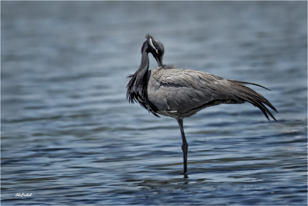 Demoiselle Crane
