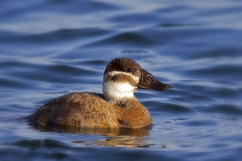 White-headed Duck