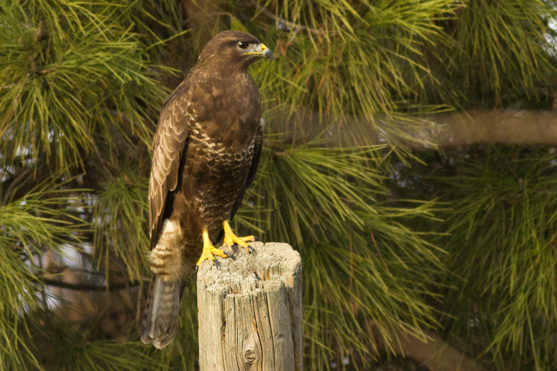 Common Buzzard