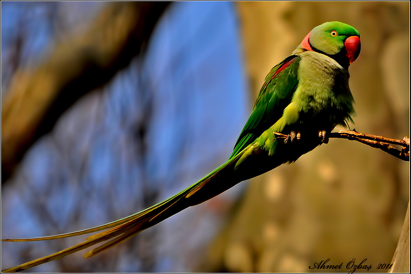 Alexandrine Parakeet