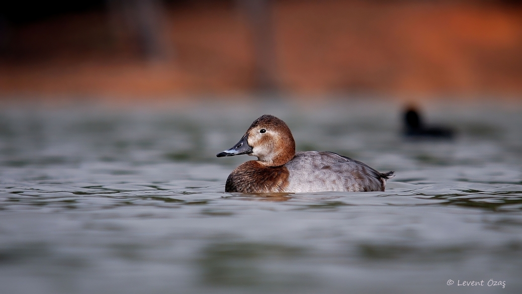 Common Pochard