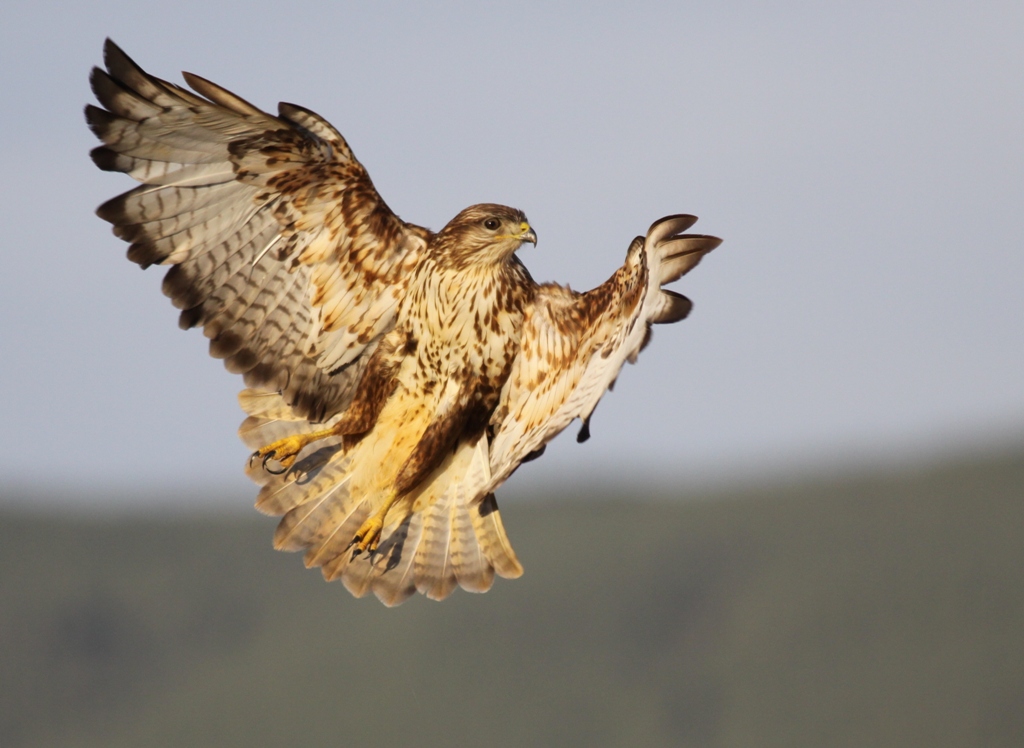 Common Buzzard