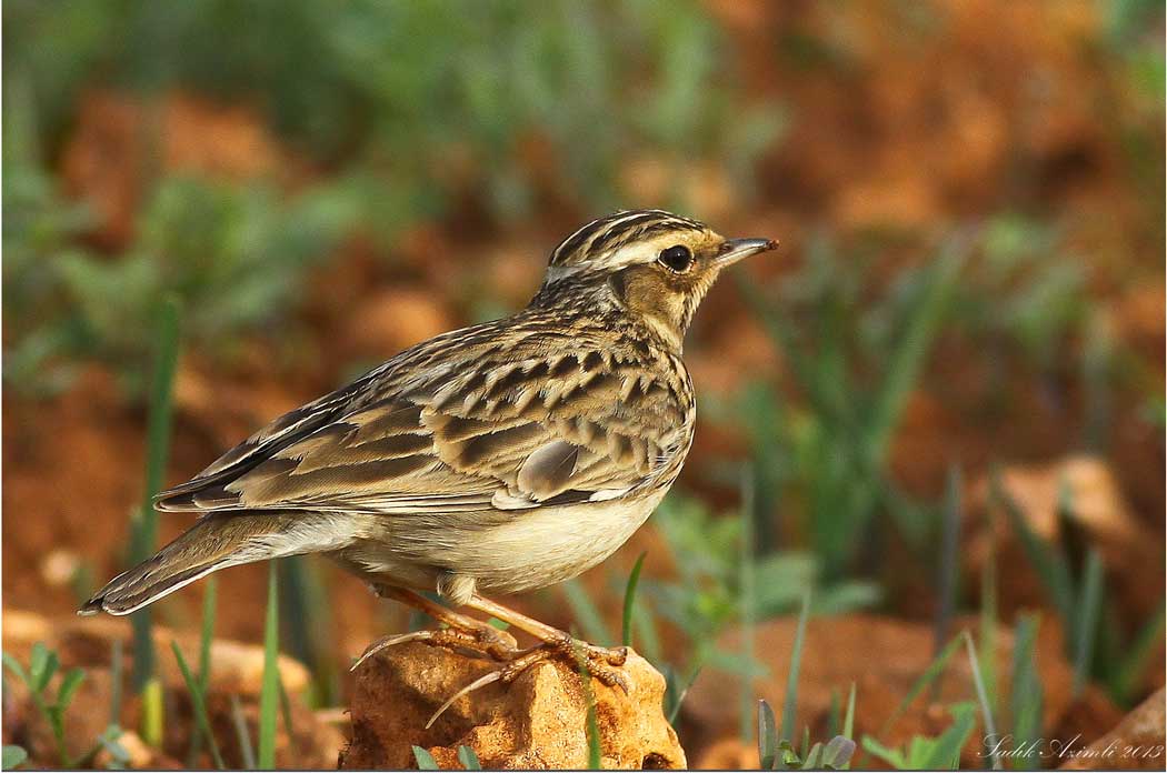 Woodlark