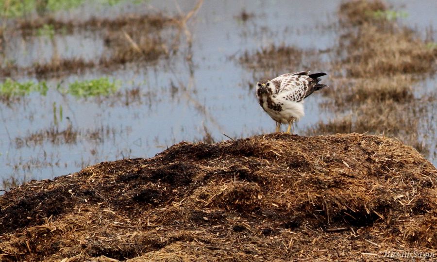 Common Buzzard