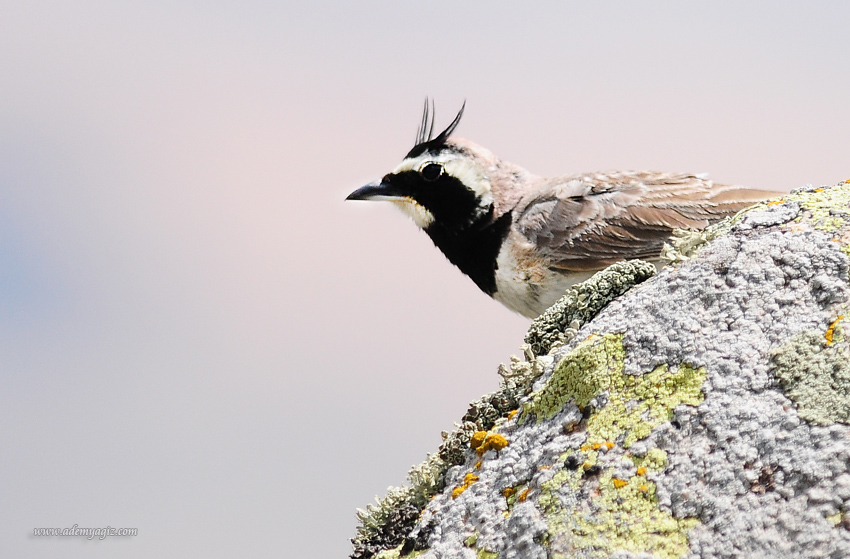 Horned Lark