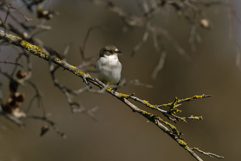 Semicollared Flycatcher